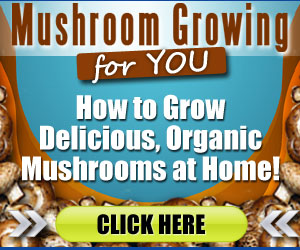 Mushroom Growing